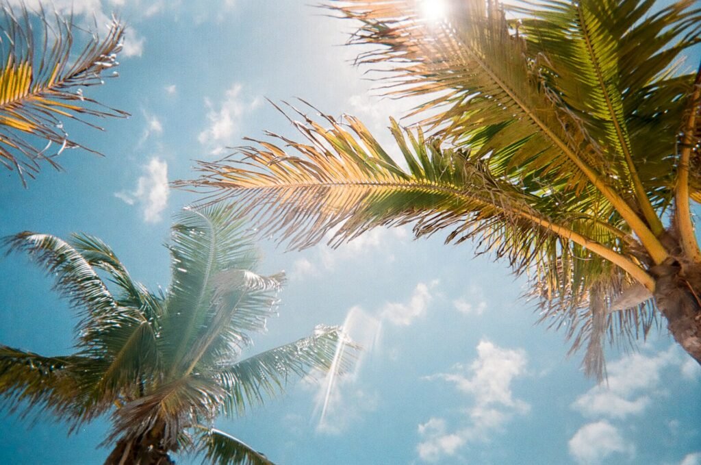 upward view of palm trees